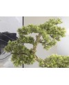 BANKAN - BONSAI 75CM